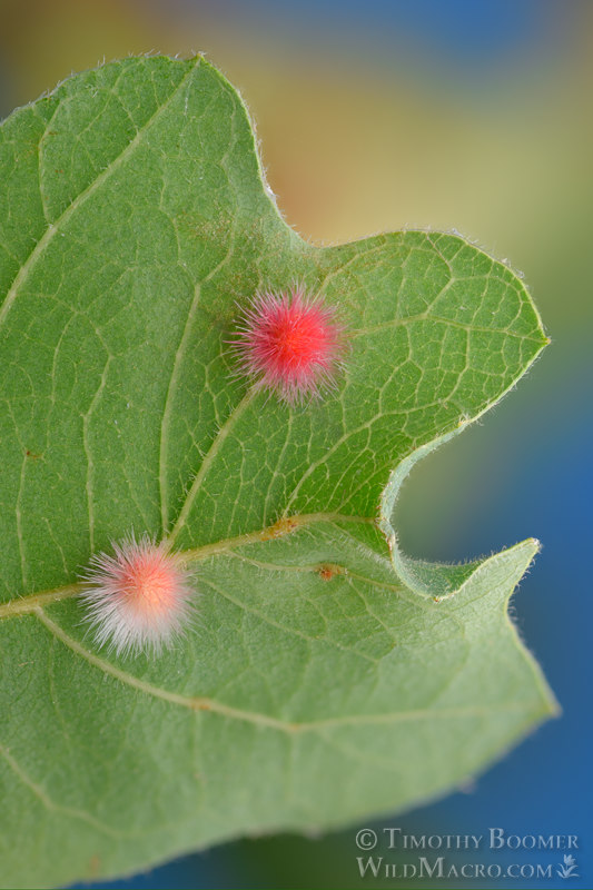 Woollybear gall wasp (Atrusca trimaculosa). Vacaville, Solano County, California, USA. Stock Photo ID=GAL0122 Woollybear gall wasp (Atrusca trimaculosa). Vacaville, Solano County, California, USA. Stock Photo ID=GAL0122