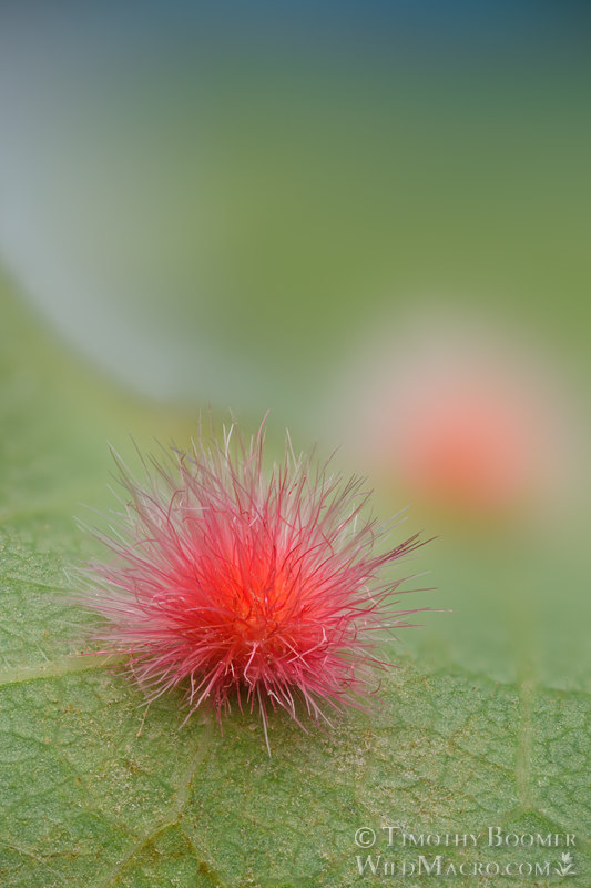 Woollybear gall wasp (Atrusca trimaculosa). Vacaville, Solano County, California, USA. Stock Photo ID=GAL0123 Woollybear gall wasp (Atrusca trimaculosa). Vacaville, Solano County, California, USA. Stock Photo ID=GAL0123