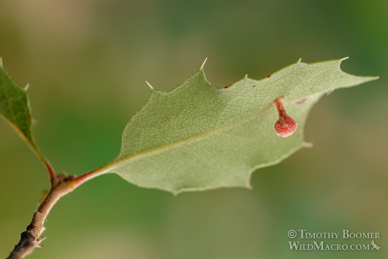 Ball-tipped gall wasp (Xanthoteras teres). Stebbins Cold Canyon Reserve, Solano County, California, USA. Stock Photo ID=GAL0014 Ball-tipped gall wasp (Xanthoteras teres). Stebbins Cold Canyon Reserve, Solano County, California, USA. Stock Photo ID=GAL0014