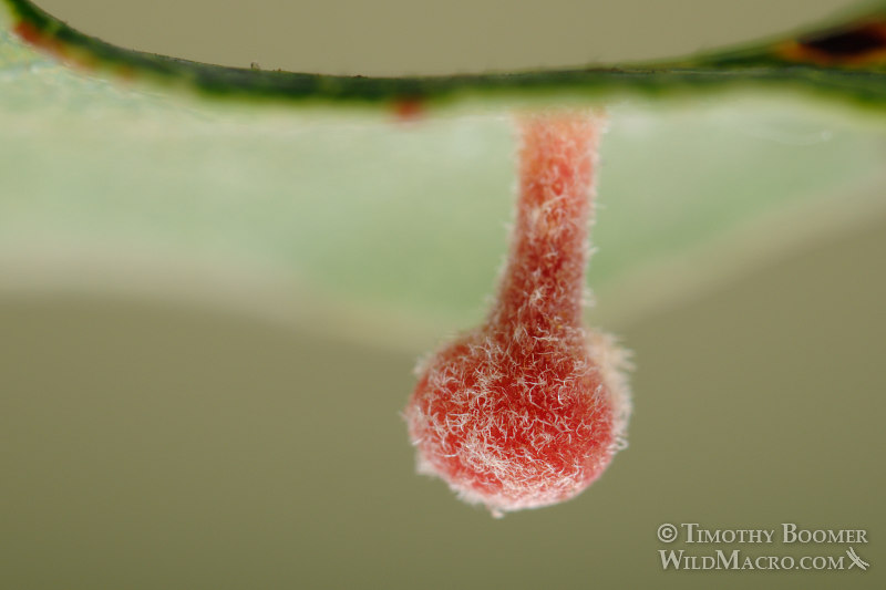 Ball-tipped gall wasp (Xanthoteras teres). Stebbins Cold Canyon Reserve, Solano County, California, USA. Stock Photo ID=GAL0015 Ball-tipped gall wasp (Xanthoteras teres). Stebbins Cold Canyon Reserve, Solano County, California, USA. Stock Photo ID=GAL0015