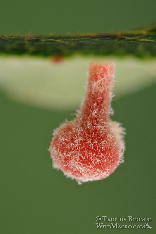 Ball-tipped gall wasp (Xanthoteras teres). Stebbins Cold Canyon Reserve, Solano County, California, USA. Stock Photo ID=GAL0016 Ball-tipped gall wasp (Xanthoteras teres). Stebbins Cold Canyon Reserve, Solano County, California, USA. Stock Photo ID=GAL0016