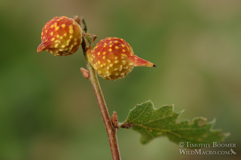 Beaked twig gall wasp (Burnettweldia plumbella). Solano county, California, USA. Stock Photo ID=GAL0003 Beaked twig gall wasp (Burnettweldia plumbella). Solano county, California, USA. Stock Photo ID=GAL0003