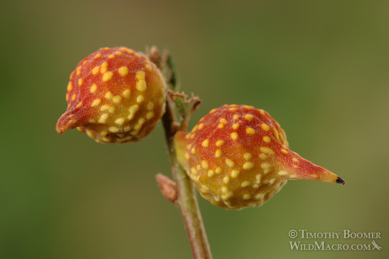 Beaked twig gall wasp (Burnettweldia plumbella), red and yellow form. Solano county, CA. Stock Photo ID=GAL0004 Beaked twig gall wasp (Burnettweldia plumbella), red and yellow form. Solano county, CA. Stock Photo ID=GAL0004