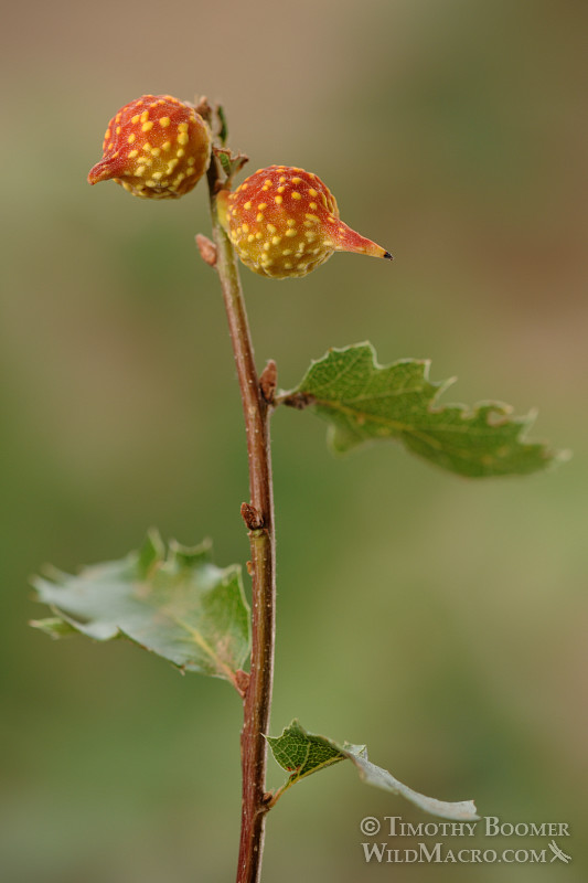 Beaked twig gall wasp (Burnettweldia plumbella), red and yellow form. Solano county, CA. Stock Photo ID=GAL0005 Beaked twig gall wasp (Burnettweldia plumbella), red and yellow form. Solano county, CA. Stock Photo ID=GAL0005