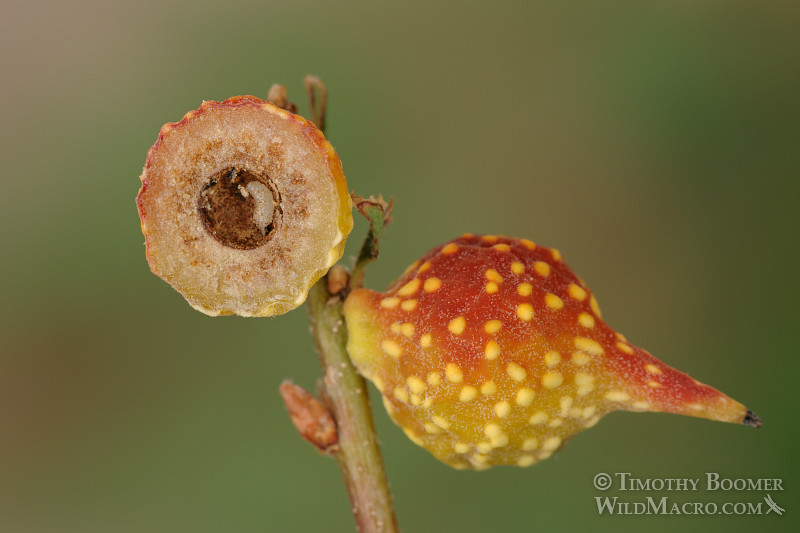 Beaked twig gall wasp (Burnettweldia plumbella), red and yellow form, cross section. Solano county, CA. Stock Photo ID=GAL0006 Beaked twig gall wasp (Burnettweldia plumbella), red and yellow form, cross section. Solano county, CA. Stock Photo ID=GAL0006