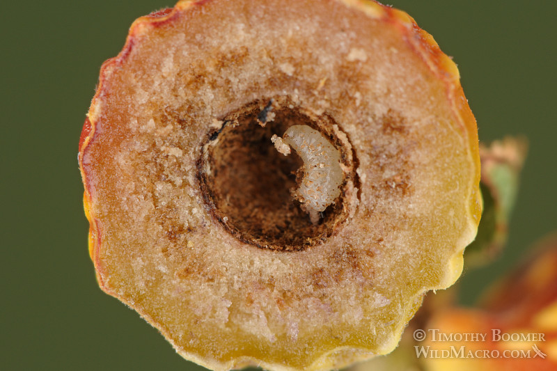 Beaked twig gall wasp (Burnettweldia plumbella), red and yellow form, cross section. Solano county, CA. Stock Photo ID=GAL0007 Beaked twig gall wasp (Burnettweldia plumbella), red and yellow form, cross section. Solano county, CA. Stock Photo ID=GAL0007
