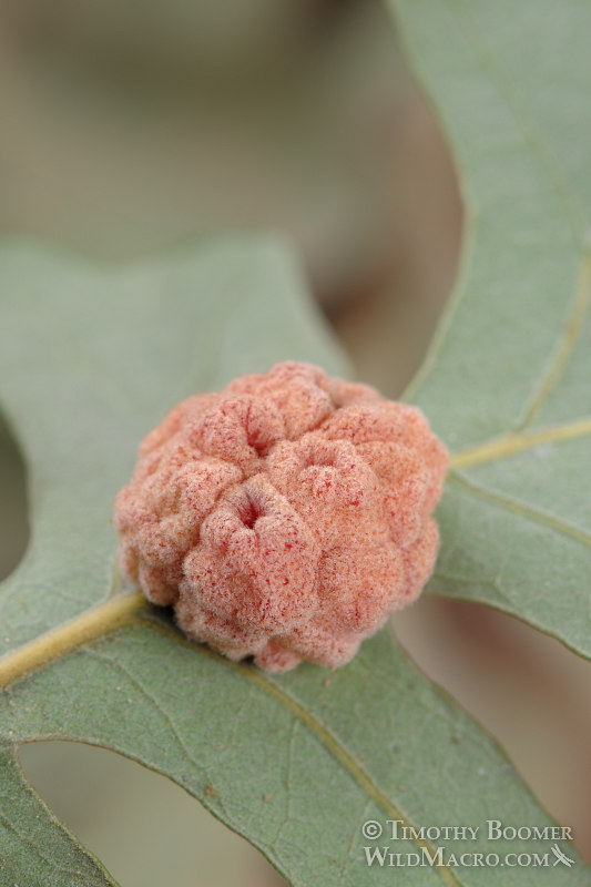 Convoluted gall wasp (Andricus confertus). Davis, Yolo County, California, USA. Stock Photo ID=GAL0009