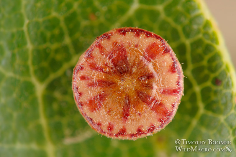 Disc gall wasp (Feron parmula) gall on California scrub oak. Stebbins Cold Canyon Reserve, Solano County, California, USA. Stock Photo ID=GAL0021 Disc gall wasp (Feron parmula) gall on California scrub oak. Stebbins Cold Canyon Reserve, Solano County, California, USA. Stock Photo ID=GAL0021
