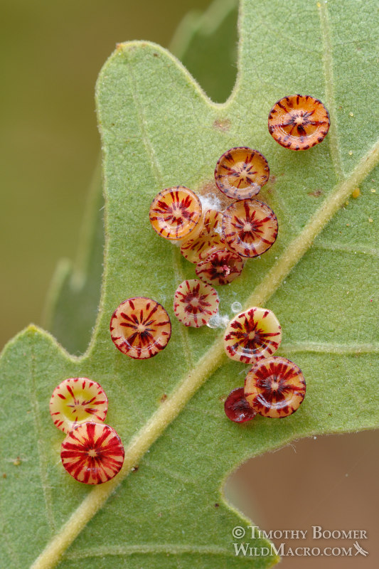 Disc gall wasp (Feron parmula) galls on valley oak. Cosumnes River Preserve, Sacramento County, California, USA. Stock Photo ID=GAL0040 Disc gall wasp (Feron parmula) galls on valley oak. Cosumnes River Preserve, Sacramento County, California, USA. Stock Photo ID=GAL0040