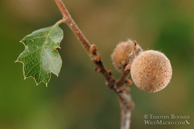 Fuzzy gall wasp (Disholcaspis washingtonensis) galls on California scrub oak. Stebbins Cold Canyon Reserve, Solano County, California, USA. Stock Photo ID=GAL00012 Fuzzy gall wasp (Disholcaspis washingtonensis) galls on California scrub oak. Stebbins Cold Canyon Reserve, Solano County, California, USA. Stock Photo ID=GAL00012