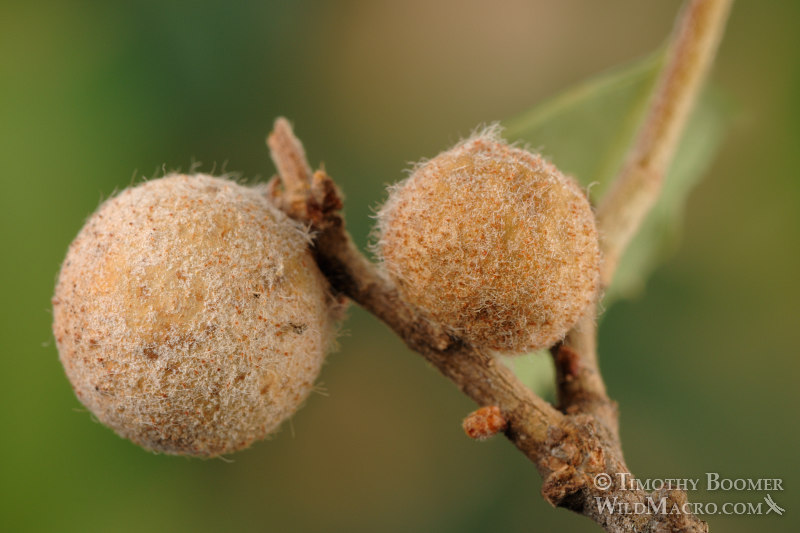 Close-up of Fuzzy gall wasp (Disholcaspis washingtonensis) galls on California scrub oak. Stebbins Cold Canyon Reserve, Solano County, California, USA. Stock Photo ID=GAL00013 Close-up of Fuzzy gall wasp (Disholcaspis washingtonensis) galls on California scrub oak. Stebbins Cold Canyon Reserve, Solano County, California, USA. Stock Photo ID=GAL00013