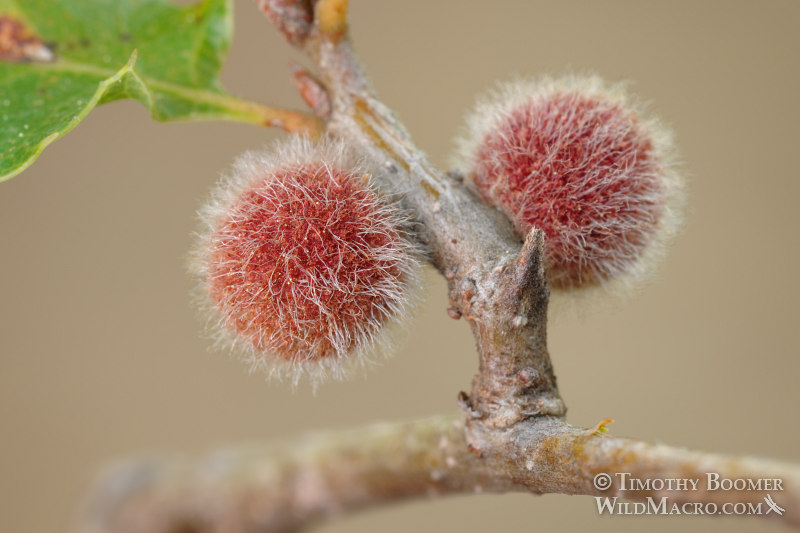 Fuzzy gall wasp (Disholcaspis washingtonensis) galls on California scrub oak. Stebbins Cold Canyon Reserve, Solano County, California, USA. Stock Photo ID=GAL00039 Fuzzy gall wasp (Disholcaspis washingtonensis) galls on California scrub oak. Stebbins Cold Canyon Reserve, Solano County, California, USA. Stock Photo ID=GAL00039