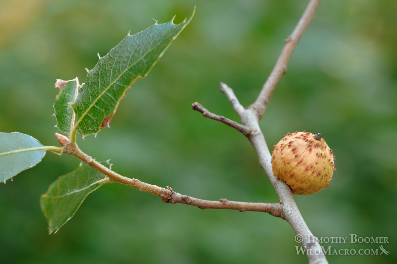 Live oak gallfly or live oak apple gall wasp (Amphibolips quercuspomiformis or Amphibolips quercuspomiformis). Stebbins Cold Canyon, Solano county, CA. Stock Photo ID=GAL0026 Live oak gallfly or live oak apple gall wasp (Amphibolips quercuspomiformis or Amphibolips quercuspomiformis). Stebbins Cold Canyon, Solano county, CA. Stock Photo ID=GAL0026