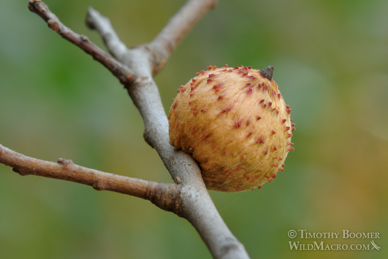 Live oak gallfly or live oak apple gall wasp (Amphibolips quercuspomiformis or Amphibolips quercuspomiformis). Stebbins Cold Canyon, Solano county, CA. Stock Photo ID=GAL0027 Live oak gallfly or live oak apple gall wasp (Amphibolips quercuspomiformis or Amphibolips quercuspomiformis). Stebbins Cold Canyon, Solano county, CA. Stock Photo ID=GAL0027