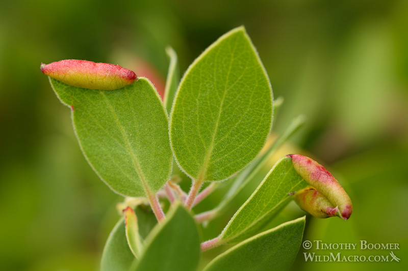 Galls induced by the manzanita leaf gall aphid (Tamalia coweni) on common manzanita (Arctostaphylos manzanita ssp. manzanita). Black Diamond Mines Regional Preserve, Contra Costa County, CA. Stock Photo ID=GAL0050 Galls induced by the manzanita leaf gall aphid (Tamalia coweni) on common manzanita (Arctostaphylos manzanita ssp. manzanita). Black Diamond Mines Regional Preserve, Contra Costa County, CA. Stock Photo ID=GAL0050