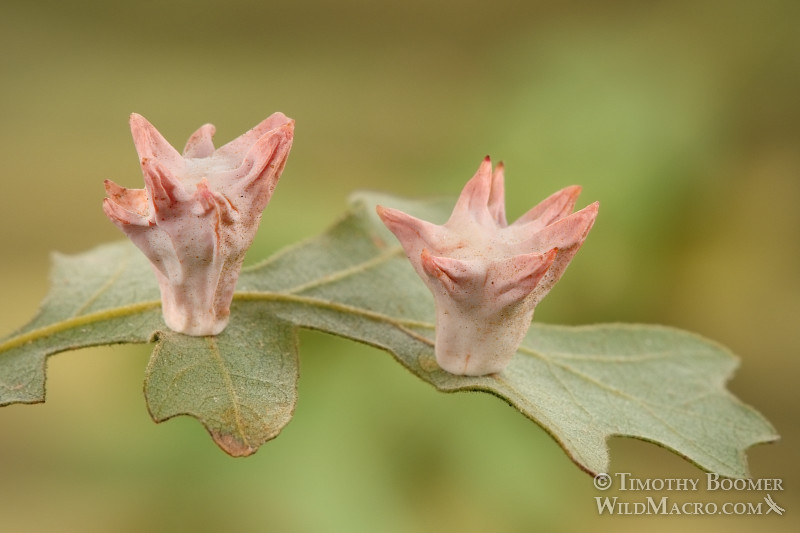 Spined turban gall wasp (Cynips douglasii syn. Antron douglasii).  Davis, Yolo county, CA. Stock Photo ID=GAL0022