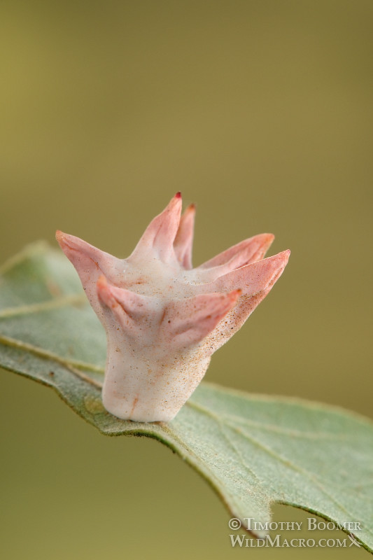 Spined turban gall wasp (Cynips douglasii syn. Antron douglasii).  Davis, Yolo county, CA. Stock Photo ID=GAL0023