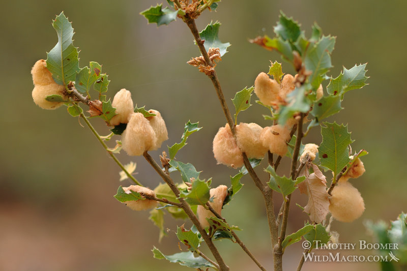Woolly gall wasp (Heteroecus dasydactyli) galls on canyon live oak (Quercus chrysolepis). Calaveras Big Trees State Park, Calaveras County, CA. Stock Photo ID=GAL0049 Woolly gall wasp (Heteroecus dasydactyli) galls on canyon live oak (Quercus chrysolepis). Calaveras Big Trees State Park, Calaveras County, CA. Stock Photo ID=GAL0049