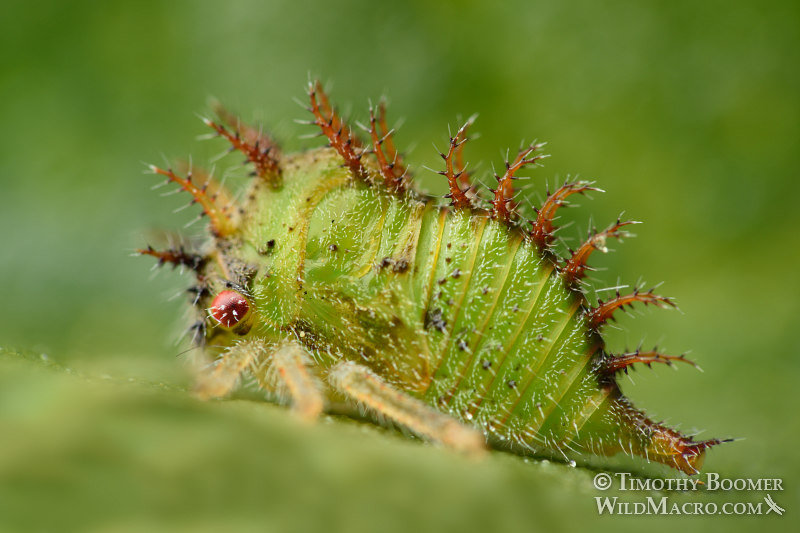 Buffalo treehopper (Ceresa sp.), nymph.  Pioneer, Amador County, California, USA. Stock Photo ID=BUG0034