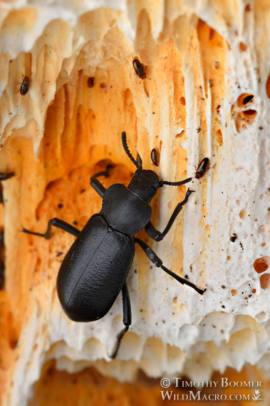 Darkling beetle (Iphthiminus lewisii) feeding on orange sponge polypore (Pycnoporellus alboluteus). Eldorado National Forest, Sierra Nevada, Amador County, California, USA. Stock Photo ID=INS0100 Darkling beetle (Iphthiminus lewisii) feeding on orange sponge polypore (Pycnoporellus alboluteus). Eldorado National Forest, Sierra Nevada, Amador County, California, USA. Stock Photo ID=INS0100
