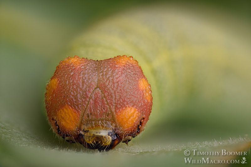 Mournful duskywing caterpillar (Erynnis tristis). Vacaville, Solano County, California, USA. Stock Photo ID=BUT0091 Mournful duskywing caterpillar (Erynnis tristis). Vacaville, Solano County, California, USA. Stock Photo ID=BUT0091