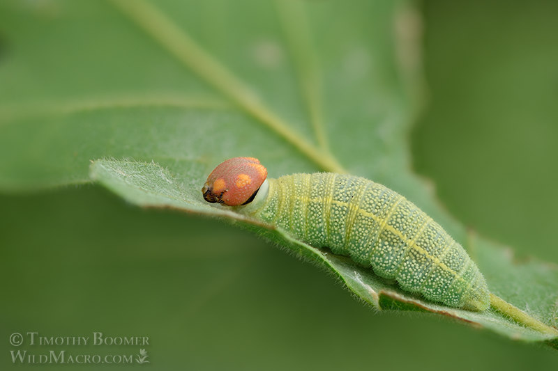 Mournful duskywing caterpillar (Erynnis tristis).  Vacaville, Solano County, California, USA. Stock Photo ID=BUT0092