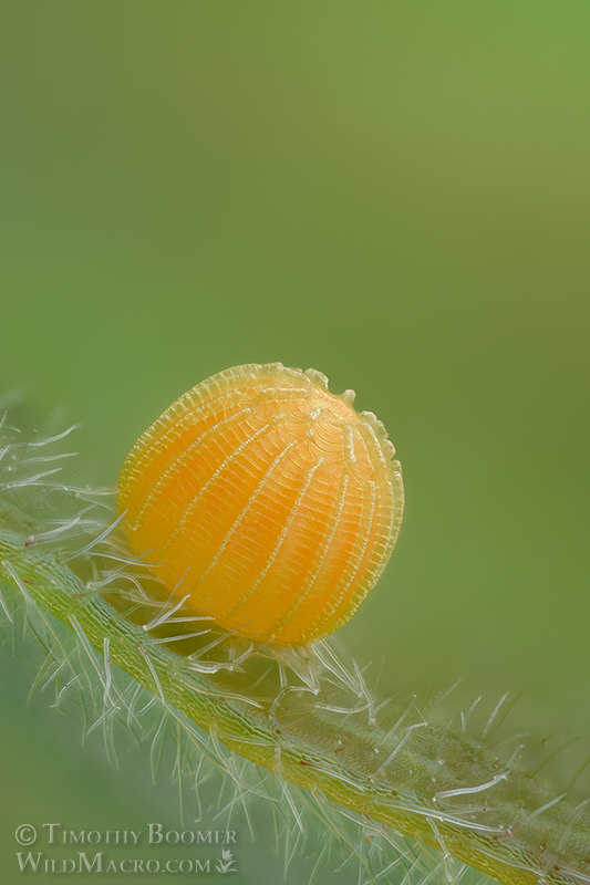 Mournful duskywing butterfly egg (Erynnis tristis).  Vacaville, Solano County, California, USA. Stock Photo ID=BUT0094