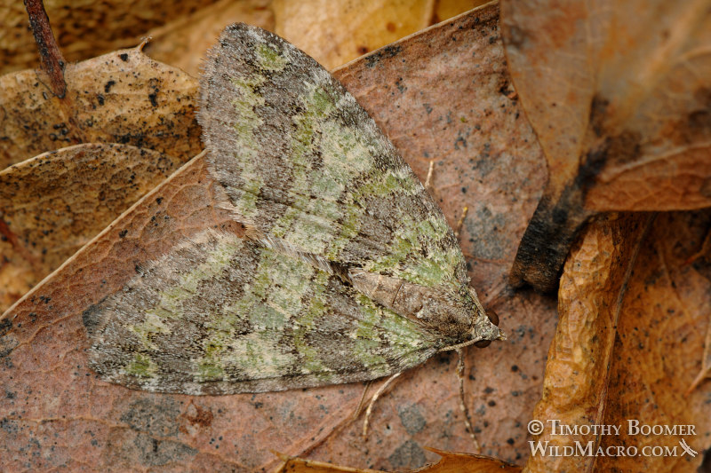 Oak winter highflier (Hydriomena nubilofasciata), Hodges #7276. Stebbins Cold Canyon Reserve, Solano County, California, USA. Stock Photo ID=MOT0003