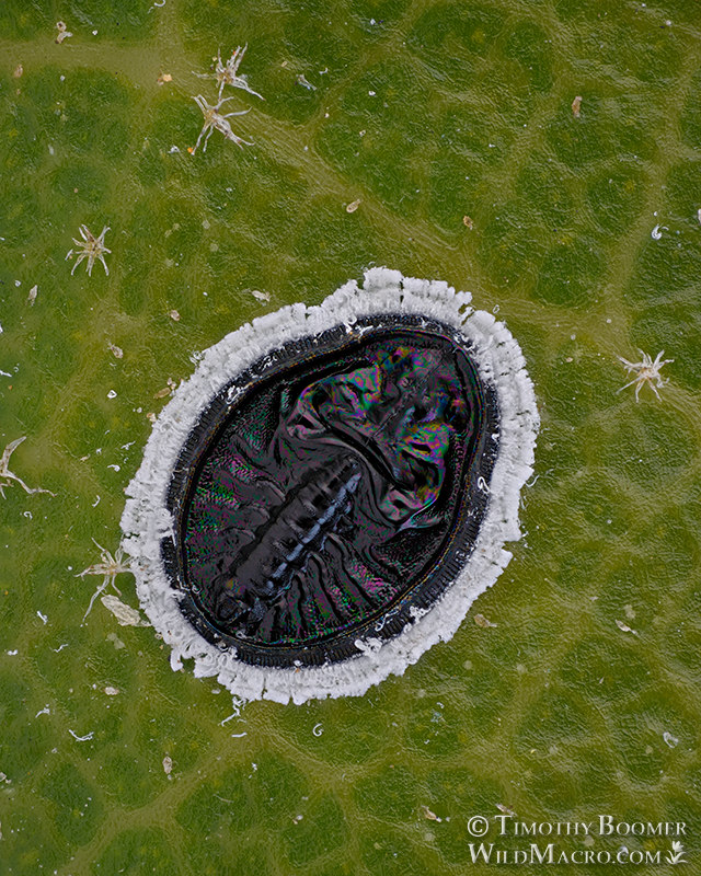 Stanford's whitefly (Tetraleurodes perileuca).  Vacaville, Solano County, California, USA. Stock Photo ID=INS0105