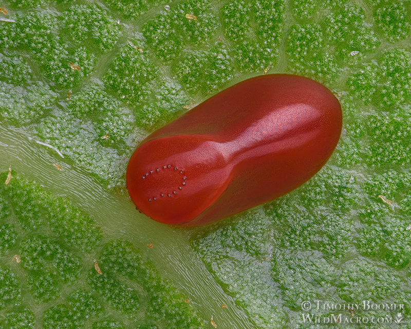 Western boxelder bug (Boisea rubrolineata), egg on oak leaf. Vacaville, Solano County, California, USA. Stock Photo ID=BUG0035 Western boxelder bug (Boisea rubrolineata), egg on oak leaf. Vacaville, Solano County, California, USA. Stock Photo ID=BUG0035