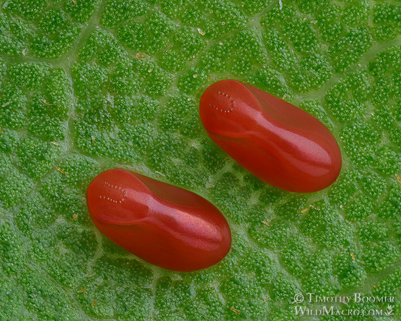 Western boxelder bug (Boisea rubrolineata), eggs on oak leaf. Vacaville, Solano County, California, USA. Stock Photo ID=BUG0036 Western boxelder bug (Boisea rubrolineata), eggs on oak leaf. Vacaville, Solano County, California, USA. Stock Photo ID=BUG0036