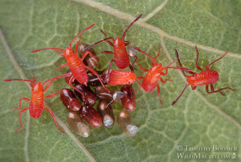 Western boxelder bug (Boisea rubrolineata), nymphs emerging from eggs. Solano County, California, USA. Stock Photo ID=BUG0025 Western boxelder bug (Boisea rubrolineata), nymphs emerging from eggs. Solano County, California, USA. Stock Photo ID=BUG0025