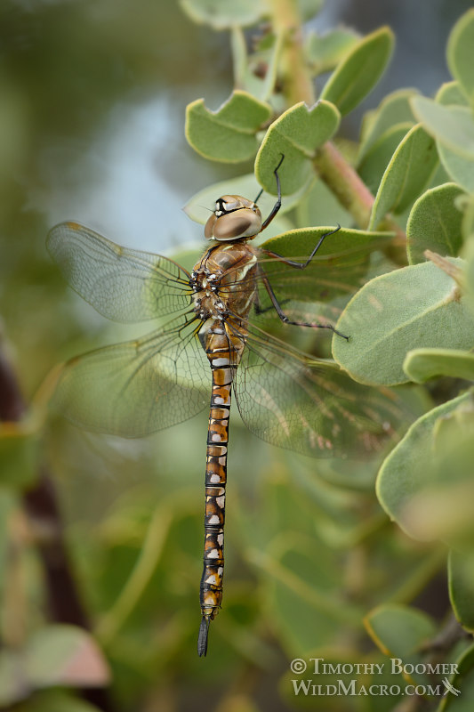 Blue-eyed darner dragonfly (Aeshna multicolor), female at rest. Black Diamond Mines Regional Preserve, Contra Costa County, CA. Stock Photo ID=DRA0104 Blue-eyed darner dragonfly (Aeshna multicolor), female at rest. Black Diamond Mines Regional Preserve, Contra Costa County, CA. Stock Photo ID=DRA0104