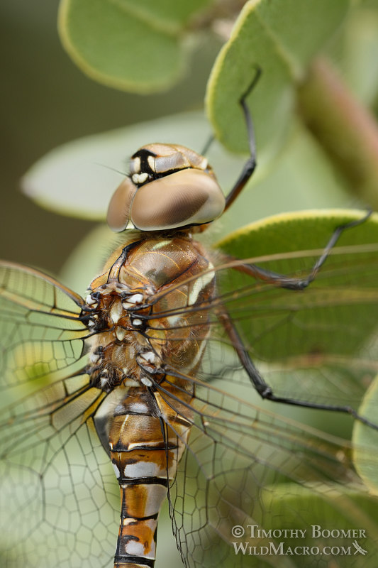 Blue-eyed darner dragonfly (Aeshna multicolor), female at rest. Black Diamond Mines Regional Preserve, Contra Costa County, CA. Stock Photo ID=DRA0105 Blue-eyed darner dragonfly (Aeshna multicolor), female at rest. Black Diamond Mines Regional Preserve, Contra Costa County, CA. Stock Photo ID=DRA0105