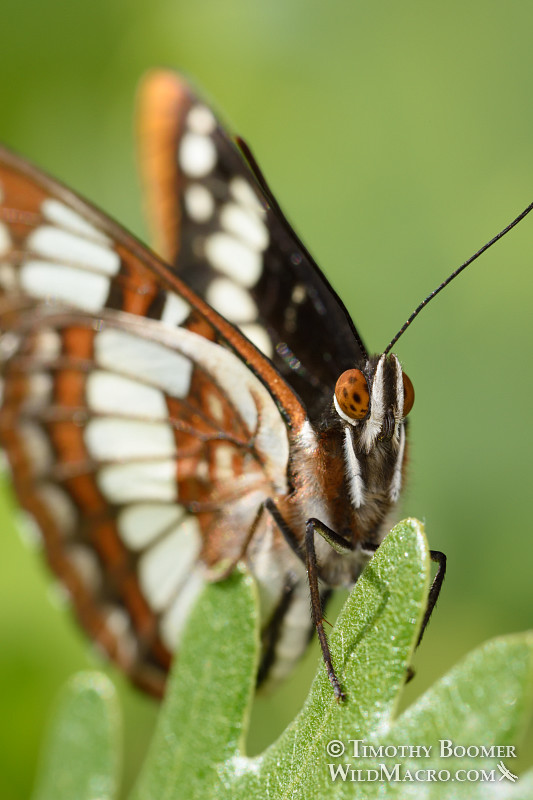 Lorquin's admiral (Limenitis lorquini). Cosumnes River Preserve, Sacramento County, CA. Stock Photo ID=BUT0081 Lorquin's admiral (Limenitis lorquini). Cosumnes River Preserve, Sacramento County, CA. Stock Photo ID=BUT0081