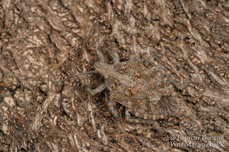 Rough stink bug or tree stink bug (Brochymena sulcata), camouflaged on tree bark. Dorsal view. Solano County, CA. Stock Photo ID=BUG0029 Rough stink bug or tree stink bug (Brochymena sulcata), camouflaged on tree bark. Dorsal view. Solano County, CA. Stock Photo ID=BUG0029