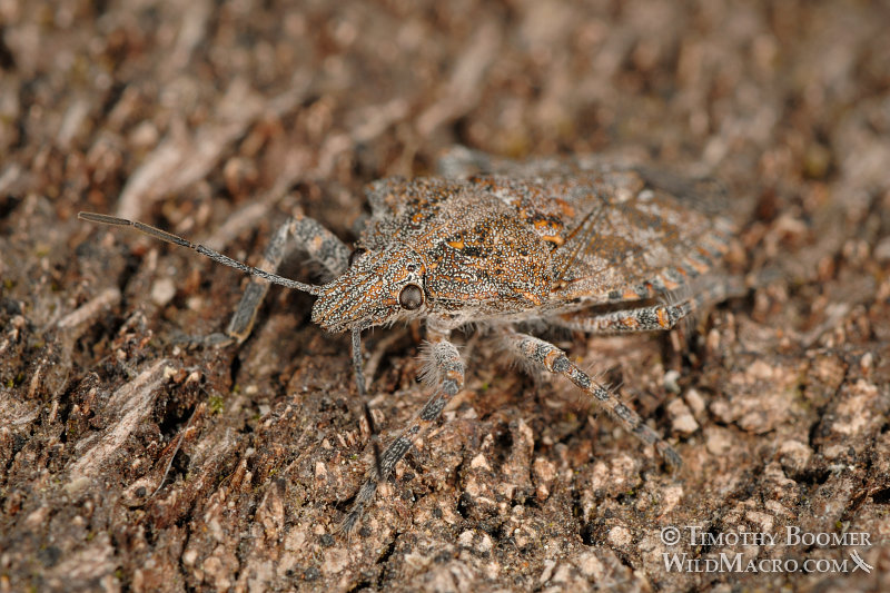 Rough stink bug or tree stink bug (Brochymena sulcata), camouflaged on tree bark. Dorsal view. Solano County, CA. Stock Photo ID=BUG0030 Rough stink bug or tree stink bug (Brochymena sulcata), camouflaged on tree bark. Dorsal view. Solano County, CA. Stock Photo ID=BUG0030