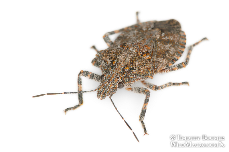Rough stink bug or tree stink bug (Brochymena sulcata) isolated on a white background. Dorsal view. Solano County, CA. Stock Photo ID=BUG0031 Rough stink bug or tree stink bug (Brochymena sulcata) isolated on a white background. Dorsal view. Solano County, CA. Stock Photo ID=BUG0031