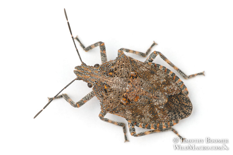 Rough stink bug or tree stink bug (Brochymena sulcata) isolated on a white background. Dorsal view. Solano County, CA. Stock Photo ID=BUG0032 Rough stink bug or tree stink bug (Brochymena sulcata) isolated on a white background. Dorsal view. Solano County, CA. Stock Photo ID=BUG0032
