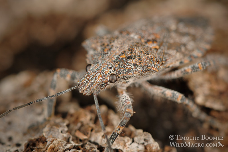 Rough stink bug or tree stink bug (Brochymena sulcata), camouflaged on tree bark. Dorsal view. Solano County, CA. Stock Photo ID=BUG0033 Rough stink bug or tree stink bug (Brochymena sulcata), camouflaged on tree bark. Dorsal view. Solano County, CA. Stock Photo ID=BUG0033
