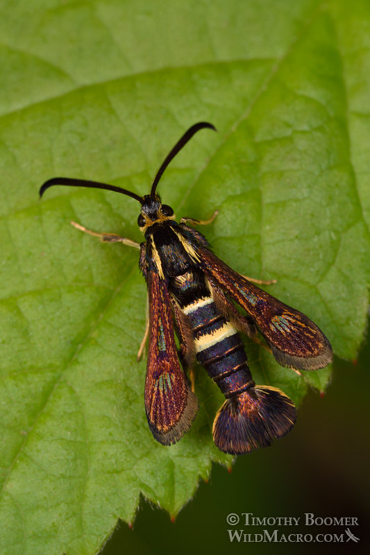 Strawberry crown moth (Synanthedon bibionipennis).  Cosumnes River Preserve, Sacramento County, CA. Stock Photo ID=MOT0004