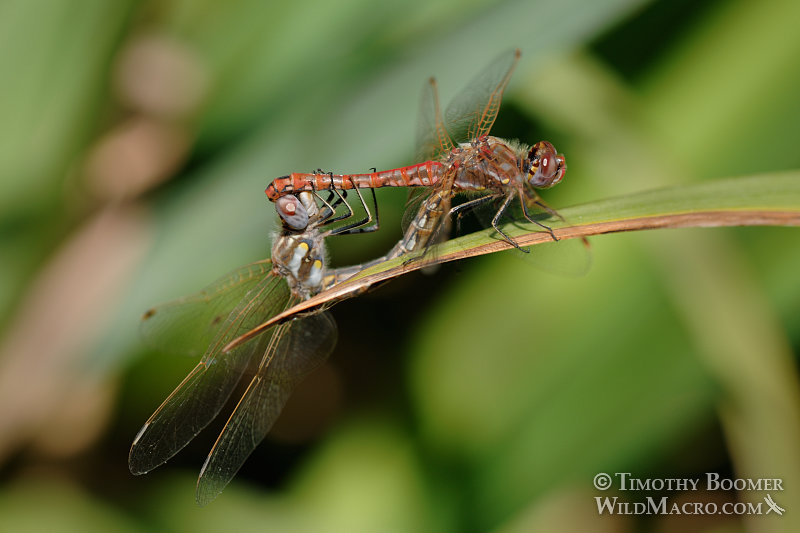 Variegated meadowhawk dragonflies (Sympetrum corruptum) in mating wheel. Yolo County, CA. Image ID=DRA0094 Variegated meadowhawk dragonflies (Sympetrum corruptum) in mating wheel. Yolo county, CA. Image ID=DRA0094
