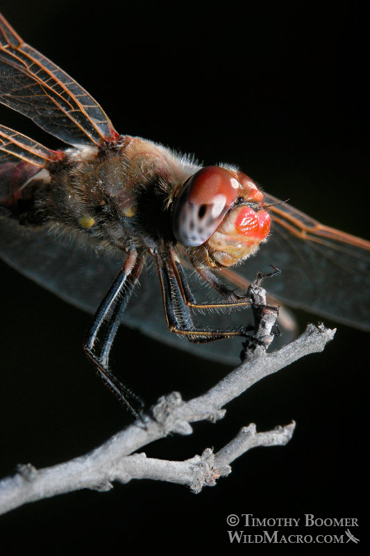 Variegated meadowhawk dragonfly (Sympetrum corruptum). Image ID=DRA0031 Variegated meadowhawk dragonfly (Sympetrum corruptum). Image ID=DRA0031