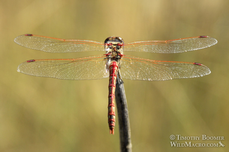 Variegated meadowhawk dragonfly (Sympetrum corruptum). Dorsal view. Image ID=DRA0017 Variegated meadowhawk dragonfly (Sympetrum corruptum). Dorsal view. Image ID=DRA0017