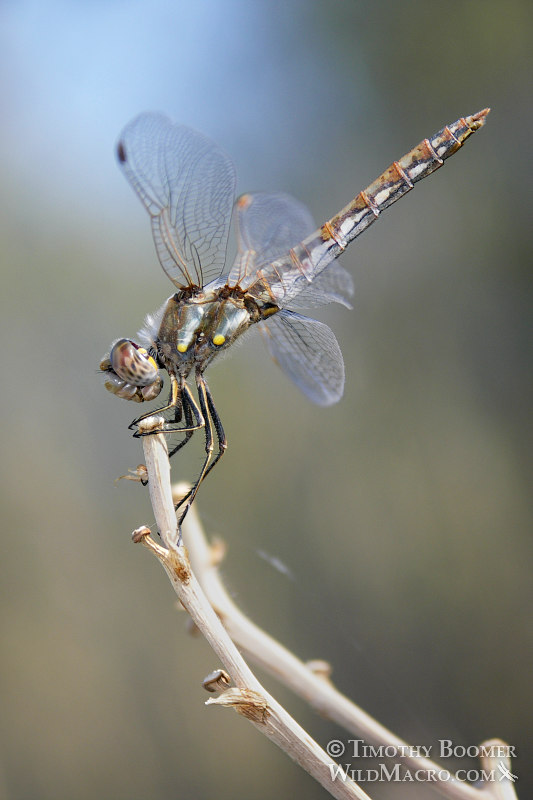 Female variegated meadowhawk dragonfly (Sympetrum corruptum) obelisking as an act of thermoregulation (aiming her abdomen directly at the sun to minimize the surface area exposed to its intense rays). Yolo county, CA. Image ID=DRA0040 Female variegated meadowhawk dragonfly (Sympetrum corruptum) obelisking as an act of thermoregulation (aiming her abdomen directly at the sun to minimize the surface area exposed to its intense rays). Yolo county, CA. Image ID=DRA0040