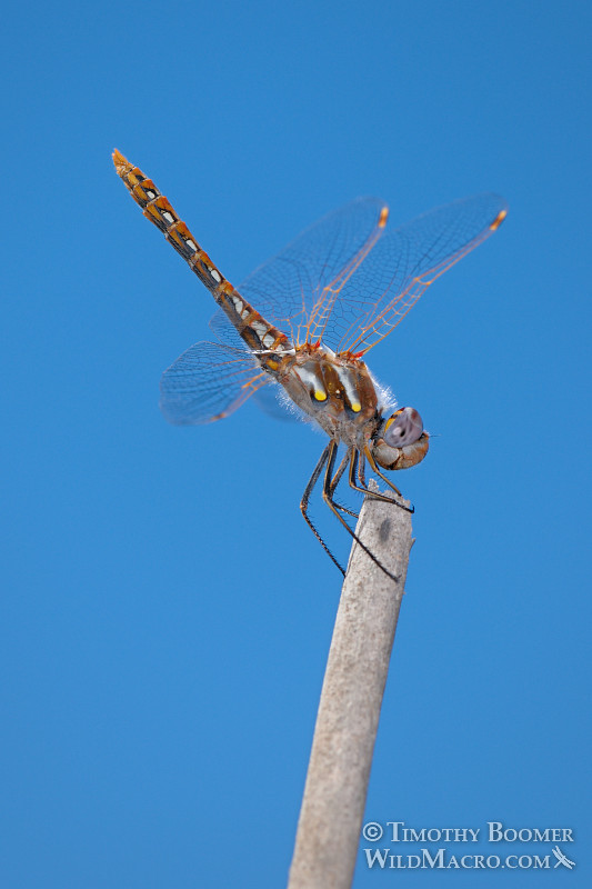 Variegated meadowhawk dragonfly (Sympetrum corruptum) obelisking as an act of thermoregulation (aiming his abdomen directly at the sun to minimize the surface area exposed to its intense rays). Cosumnes River Preserve, Sacramento County, CA. Image ID=DRA0100 Variegated meadowhawk dragonfly (Sympetrum corruptum) obelisking as an act of thermoregulation (aiming his abdomen directly at the sun to minimize the surface area exposed to its intense rays). Cosumnes River Preserve, Sacramento County, CA. Image ID=DRA0100