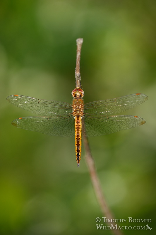 Wandering glider dragonfly (Pantala flavescens). Cosumnes River Preserve, Sacramento County, CA. Stock Photo ID=DRA0101 Wandering glider dragonfly (Pantala flavescens). Cosumnes River Preserve, Sacramento County, CA. Stock Photo ID=DRA0101