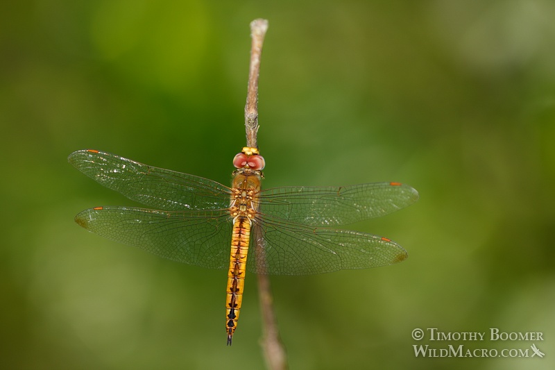 Wandering glider dragonfly (Pantala flavescens). Cosumnes River Preserve, Sacramento County, CA. Stock Photo ID=DRA0102 Wandering glider dragonfly (Pantala flavescens). Cosumnes River Preserve, Sacramento County, CA. Stock Photo ID=DRA0102