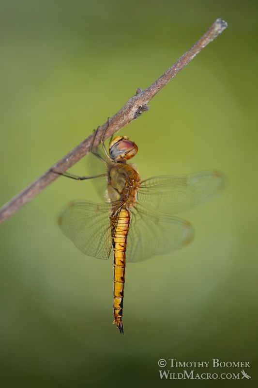 Wandering glider dragonfly (Pantala flavescens). Cosumnes River Preserve, Sacramento County, CA. Stock Photo ID=DRA0103 Wandering glider dragonfly (Pantala flavescens). Cosumnes River Preserve, Sacramento County, CA. Stock Photo ID=DRA0103