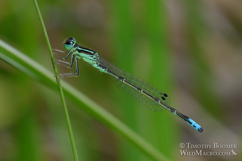 Western forktail damselfly (Ischnura perparva).  Butterfly Valley Botanical Area, Plumas National Forest, Sierra Nevada, Plumas County, California, USA.  Stock Photo ID=DAM0059